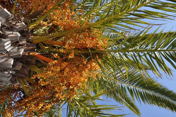 Date Palm South France — Stock Photo, Image