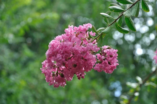 Gigli Indiain Giardino Albero Fiore — Foto Stock