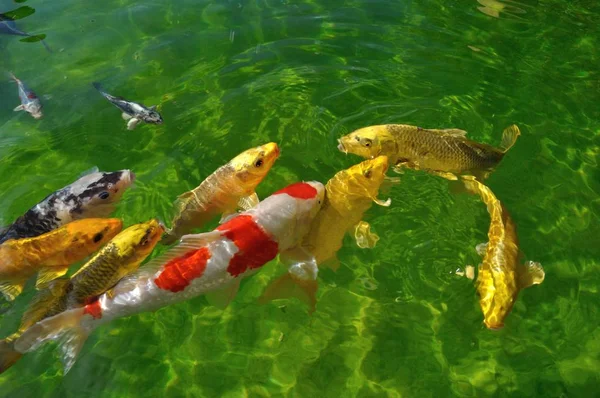 Ikan Koi Kolam — Stok Foto