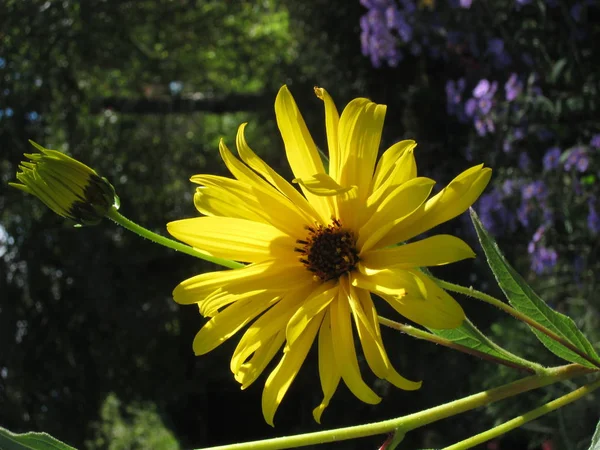 Słoneczniki Helianthus Bretania — Zdjęcie stockowe