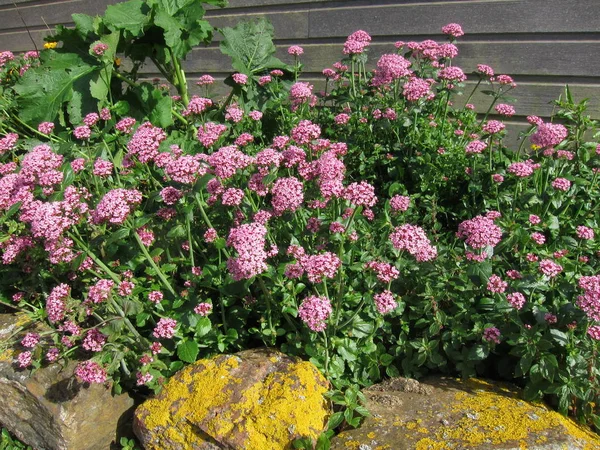 Pink Flower Garden — Stock Photo, Image