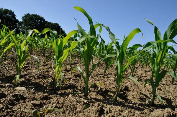 Кукурузное Поле Весной — стоковое фото