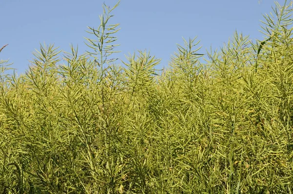 Rape Seed France — Stock Photo, Image