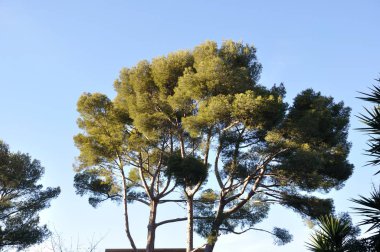 Çam ağaçları Provence