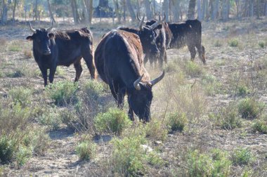 Camargue çayır'e kadar aramazsam
