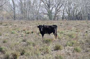 Camargue çayır'e kadar aramazsam