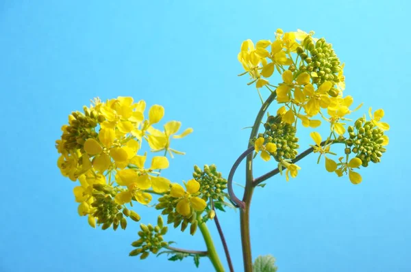 黄色芥末花与叶 — 图库照片