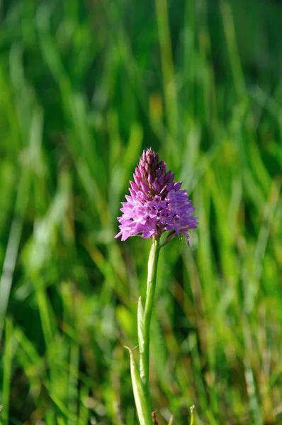 Dzika Orchidea Łące — Zdjęcie stockowe