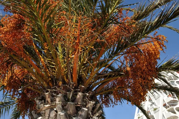 Date Palm South France — Stock Photo, Image