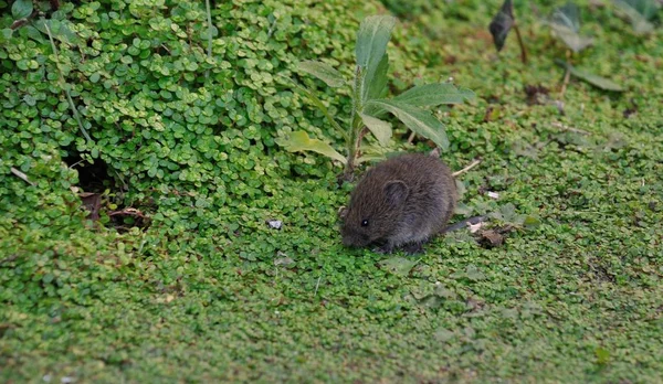 Bir Bahçe Bir Voles — Stok fotoğraf