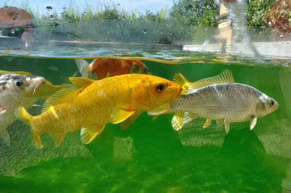 Koi sazanları gölde