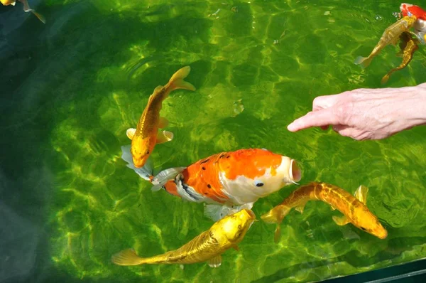 Ikan Koi Kolam — Stok Foto