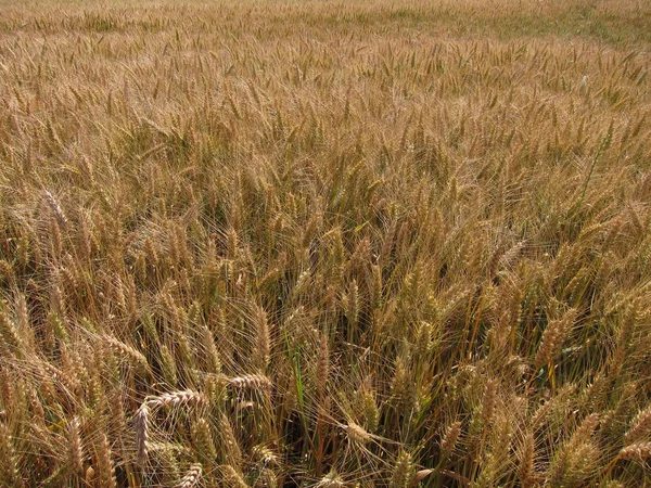 Field Wheat — Stock Photo, Image