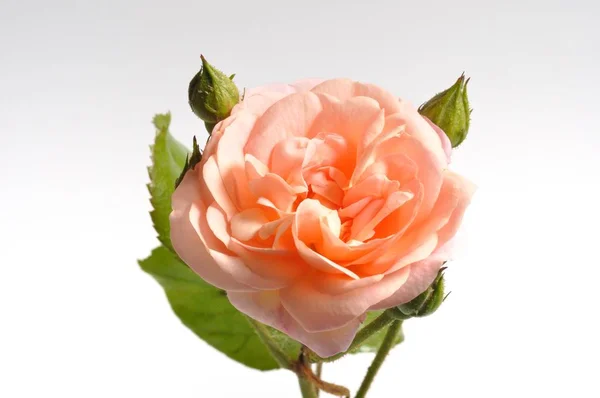 Roses Orange Sur Blanc — Photo