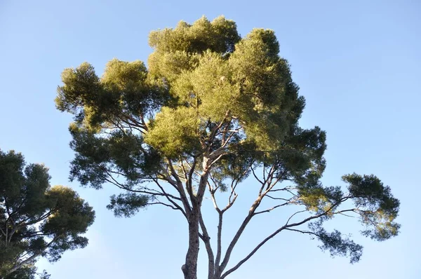 Pine Trees Provence — Stock Photo, Image