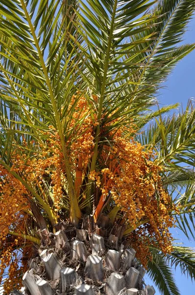 Date Palm South France — Stock Photo, Image