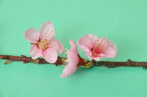 桃の花 スタジオ撮影 — ストック写真