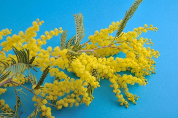 Mimosa Fiori Studio Girato — Foto Stock