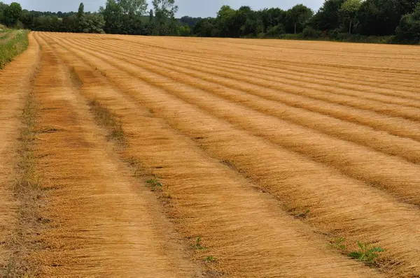 Frankrijk Linnen Veld Normandië — Stockfoto