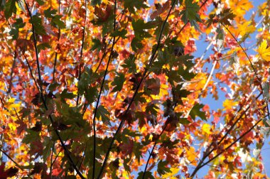 Sonbahar renklerinde ağaç 