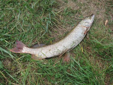 çimenlerin üzerinde dinlenme pike pike