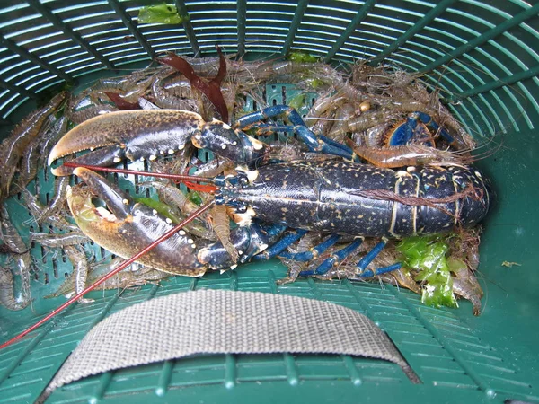 Breton Lobster Dan Udang Dalam Keranjang Memancing — Stok Foto