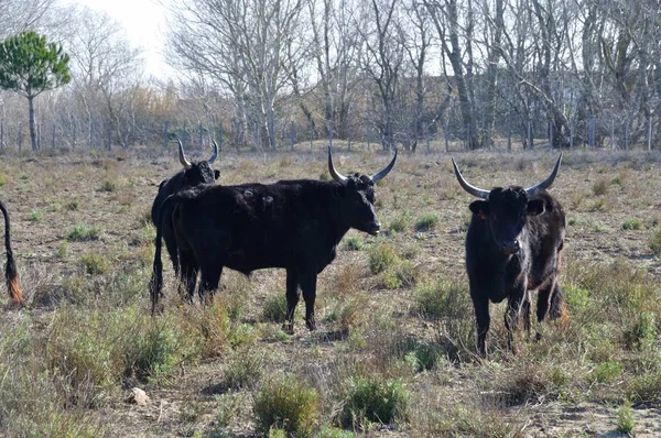 Taureaux Noirs Camargue — Photo