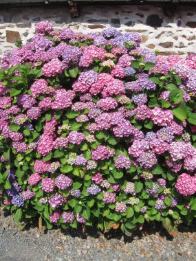 Ortanca bush Brittany