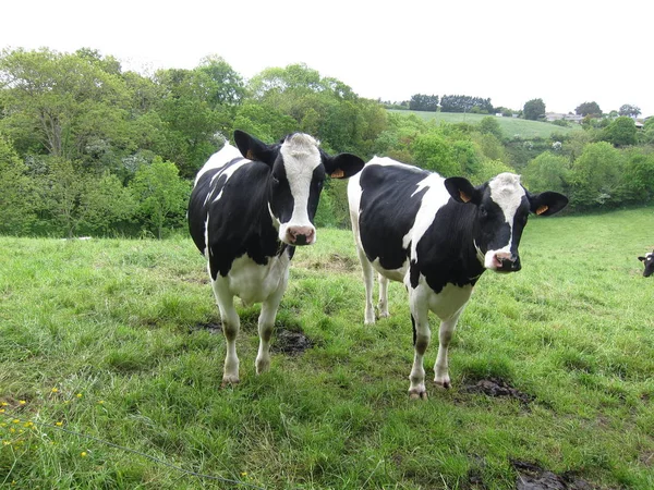 Krowy Łąkach Bretanii — Zdjęcie stockowe