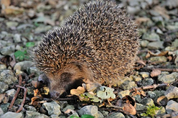 Hedgehog Driveway Garden — Stock Photo, Image