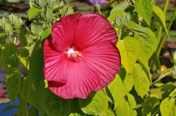 湿原の花の赤いハイビスカス — ストック写真