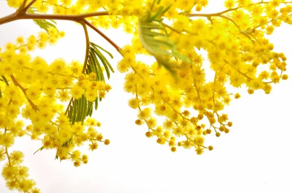 Mimosa Bloemen Studio Schot — Stockfoto