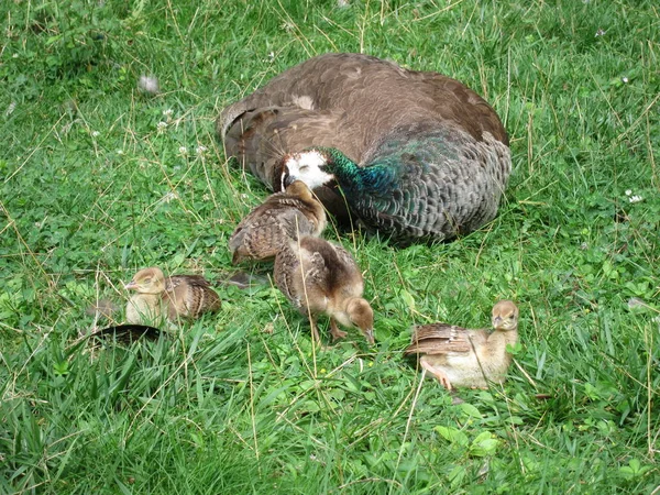 Peahen Chicks Park — Stock Photo, Image