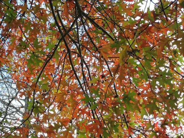 Boom Herfstkleuren — Stockfoto