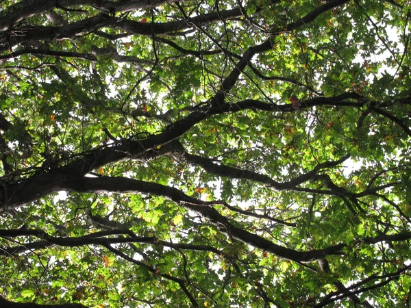 Дерево Осінніх Кольорах — стокове фото