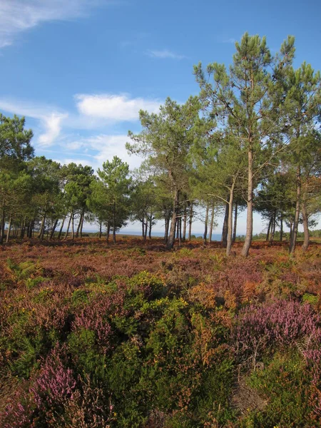 La côte bretonne — Photo