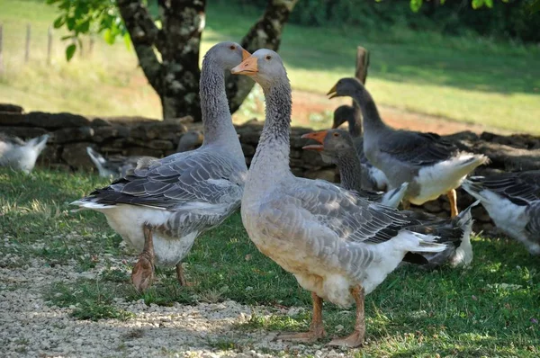 Farmed kazlar — Stok fotoğraf