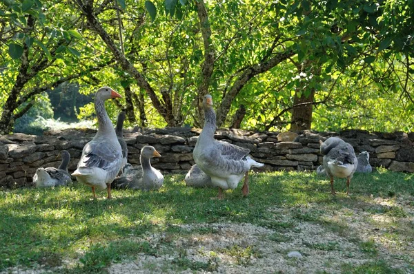 Farmed kazlar — Stok fotoğraf