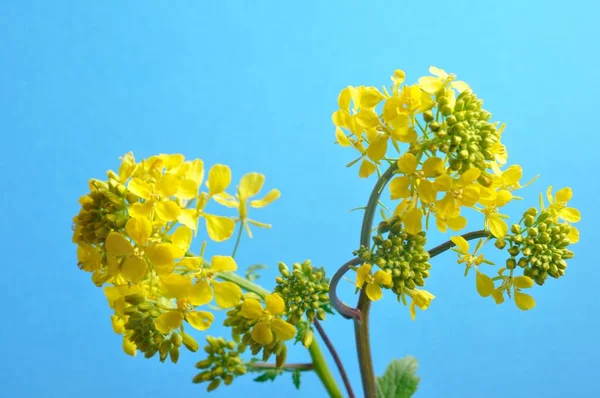 Fleur de moutarde jaune avec feuille — Photo