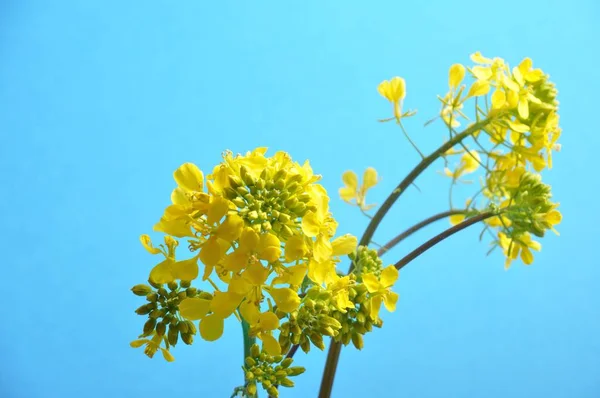 Flor de mostarda amarela com folha — Fotografia de Stock