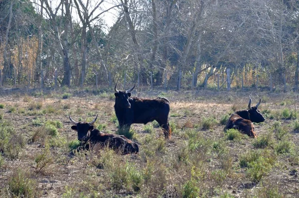 Bulls in Camargue — Stock Photo, Image