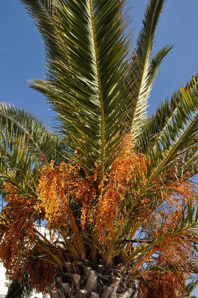 Date palm — Stock Photo, Image