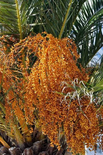 Date palm — Stock Photo, Image