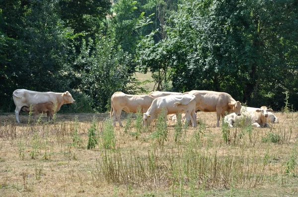 在草甸的牛 — 图库照片