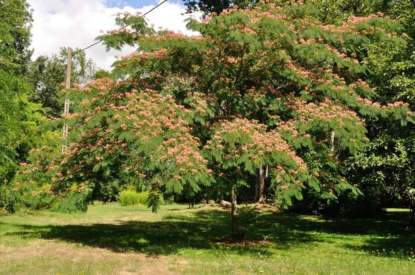 Silktree (알 비 지아 julibrissin) 꽃과 잎 — 스톡 사진