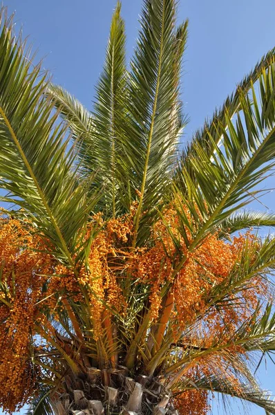 Date palm — Stock Photo, Image