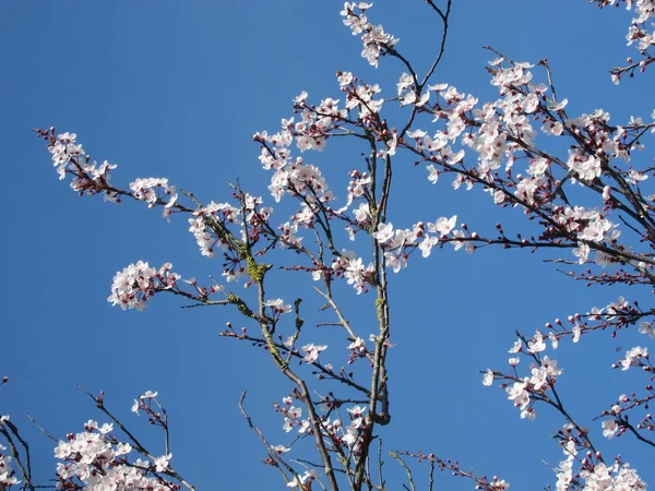 Prunus i blom i en blå himmel. — Stockfoto