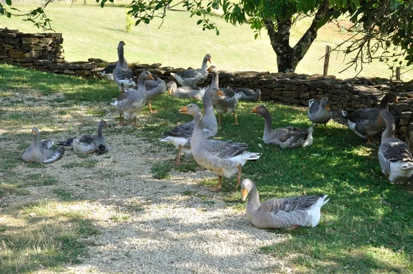 Farmed kazlar — Stok fotoğraf