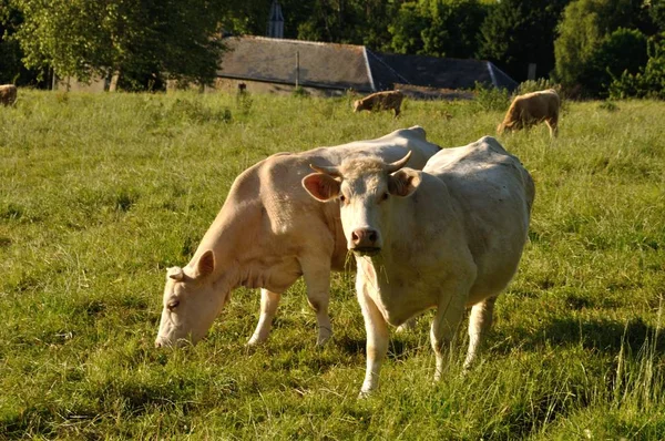 Cows in meadows — Stock Photo, Image