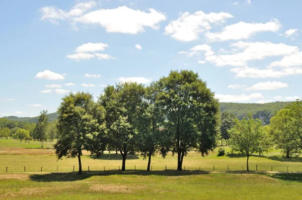 Árboles en los campos —  Fotos de Stock